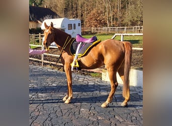 Pura Raza Árabe, Caballo castrado, 6 años, 156 cm, Alazán-tostado