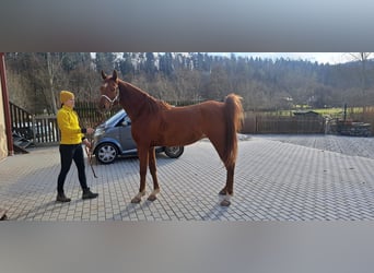 Pura Raza Árabe, Caballo castrado, 6 años, 156 cm, Alazán-tostado