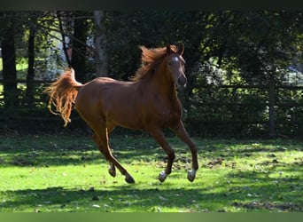 Pura Raza Árabe, Caballo castrado, 6 años, 157 cm, Alazán rojizo