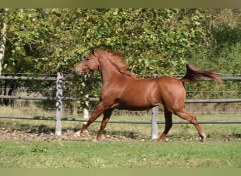 Pura Raza Árabe, Caballo castrado, 6 años, 157 cm, Alazán rojizo