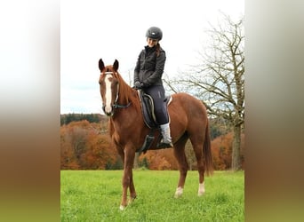 Pura Raza Árabe, Caballo castrado, 6 años, 157 cm, Rabicano