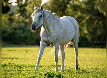 Pura Raza Árabe, Caballo castrado, 6 años, 157 cm, Tordo