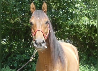 Pura Raza Árabe, Caballo castrado, 6 años, 158 cm, Castaño oscuro
