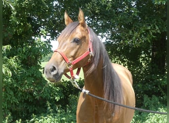 Pura Raza Árabe, Caballo castrado, 6 años, 158 cm, Castaño oscuro