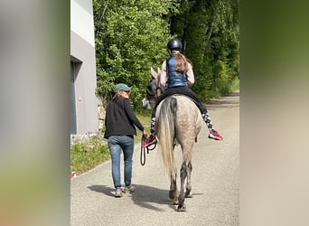 Pura Raza Árabe, Caballo castrado, 6 años, 158 cm, Tordo rodado