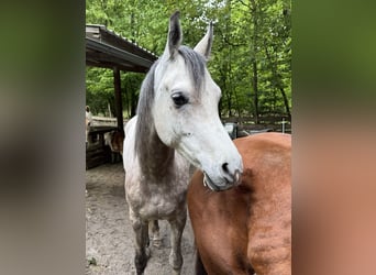 Pura Raza Árabe, Caballo castrado, 6 años, 158 cm, Tordo rodado