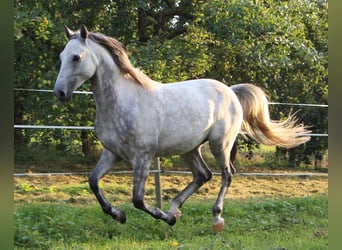 Pura Raza Árabe, Caballo castrado, 6 años, 158 cm, Tordo rodado