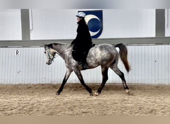 Pura Raza Árabe, Caballo castrado, 6 años, 158 cm, Tordo rodado