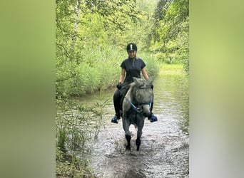 Pura Raza Árabe, Caballo castrado, 6 años, 158 cm, Tordo rodado