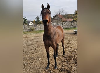 Pura Raza Árabe, Caballo castrado, 6 años, 162 cm, Castaño oscuro