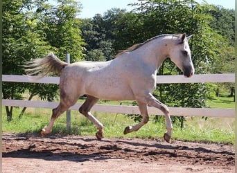 Pura Raza Árabe, Caballo castrado, 6 años, 162 cm, Tordo rodado