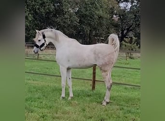 Pura Raza Árabe, Caballo castrado, 6 años, 163 cm, Tordo picazo