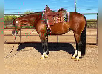 Pura Raza Árabe, Caballo castrado, 6 años, 60 cm, Castaño