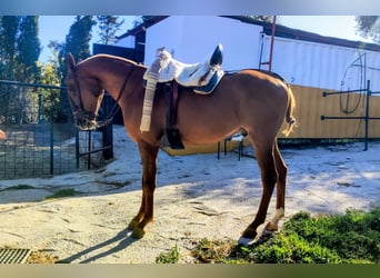 Pura Raza Árabe, Caballo castrado, 7 años, 145 cm, Alazán