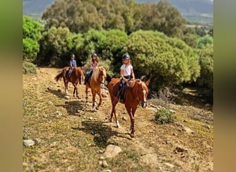 Pura Raza Árabe, Caballo castrado, 7 años, 145 cm, Alazán