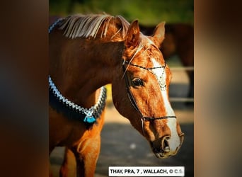 Pura Raza Árabe, Caballo castrado, 7 años, 145 cm, Alazán