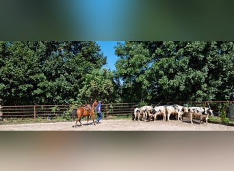 Pura Raza Árabe, Caballo castrado, 7 años, 150 cm, Castaño