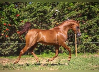 Pura Raza Árabe, Caballo castrado, 7 años, 152 cm, Alazán-tostado