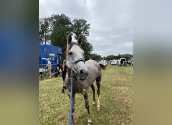 Pura Raza Árabe, Caballo castrado, 7 años, 155 cm, Tordo