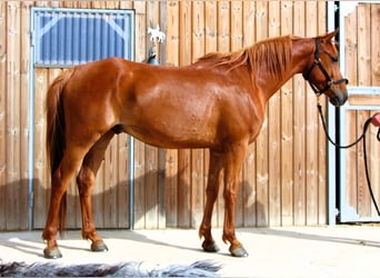 Pura Raza Árabe, Caballo castrado, 7 años, 156 cm, Alazán