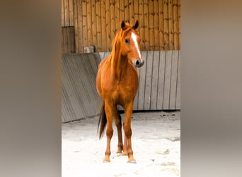 Pura Raza Árabe, Caballo castrado, 7 años, 156 cm, Alazán