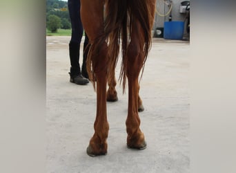 Pura Raza Árabe, Caballo castrado, 7 años, 156 cm, Alazán