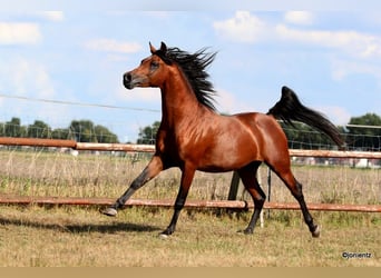 Pura Raza Árabe, Caballo castrado, 7 años, Castaño