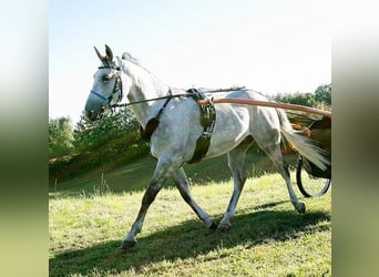 Pura Raza Árabe, Caballo castrado, 8 años, 152 cm, Tordo