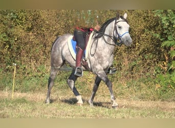 Pura Raza Árabe, Caballo castrado, 8 años, 152 cm, Tordo