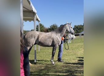 Pura Raza Árabe, Caballo castrado, 8 años, 152 cm, Tordo