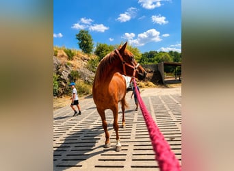 Pura Raza Árabe, Caballo castrado, 8 años, 153 cm, Alazán