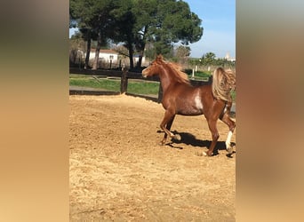 Pura Raza Árabe, Caballo castrado, 8 años, 154 cm, Alazán-tostado