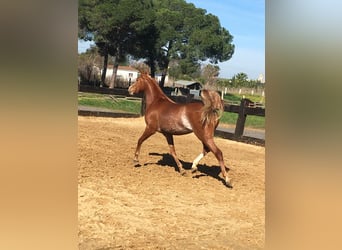 Pura Raza Árabe, Caballo castrado, 8 años, 154 cm, Alazán-tostado