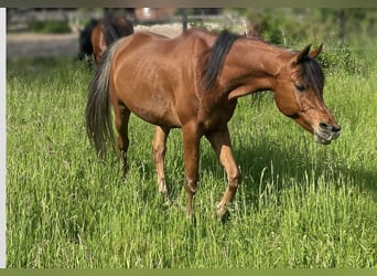 Pura Raza Árabe, Caballo castrado, 8 años, 155 cm, Castaño claro