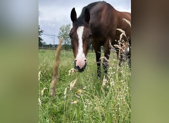 Pura Raza Árabe, Caballo castrado, 8 años, 156 cm, Castaño
