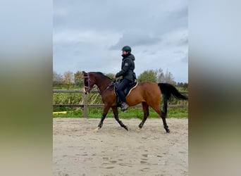 Pura Raza Árabe, Caballo castrado, 8 años, 156 cm, Castaño