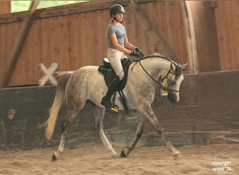 Pura Raza Árabe, Caballo castrado, 8 años, 157 cm, Tordo