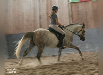 Pura Raza Árabe, Caballo castrado, 8 años, 157 cm, Tordo