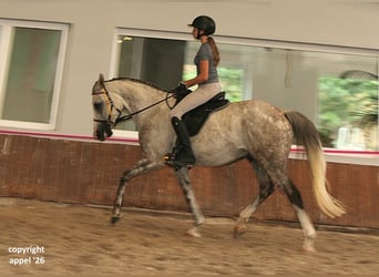 Pura Raza Árabe, Caballo castrado, 8 años, 157 cm, Tordo