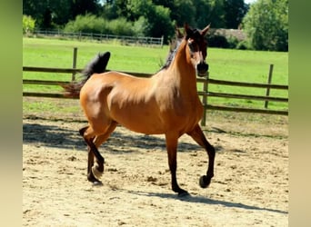 Pura Raza Árabe, Caballo castrado, 8 años, 160 cm, Castaño