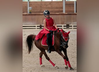 Pura Raza Árabe, Caballo castrado, 9 años, 143 cm, Alazán-tostado