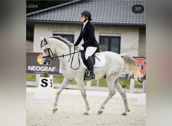 Pura Raza Árabe, Caballo castrado, 9 años, 150 cm, Tordo