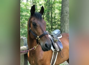 Pura Raza Árabe, Caballo castrado, 9 años, 152 cm, Alazán-tostado