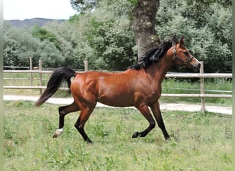 Pura Raza Árabe, Caballo castrado, 9 años, 152 cm, Castaño rojizo