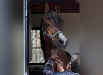 Pura Raza Árabe, Caballo castrado, 9 años, 152 cm, Castaño rojizo