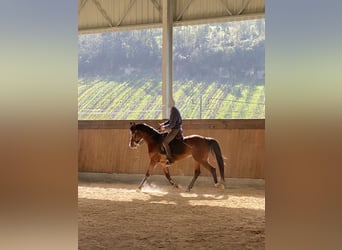 Pura Raza Árabe, Caballo castrado, 9 años, 152 cm, Castaño rojizo