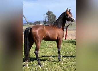 Pura Raza Árabe, Caballo castrado, 9 años, 152 cm, Castaño rojizo