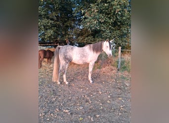 Pura Raza Árabe, Caballo castrado, 9 años, 152 cm, Tordo rodado