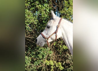 Pura Raza Árabe, Caballo castrado, 9 años, 153 cm, Tordo