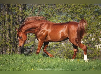 Pura Raza Árabe, Caballo castrado, 9 años, 154 cm, Alazán-tostado